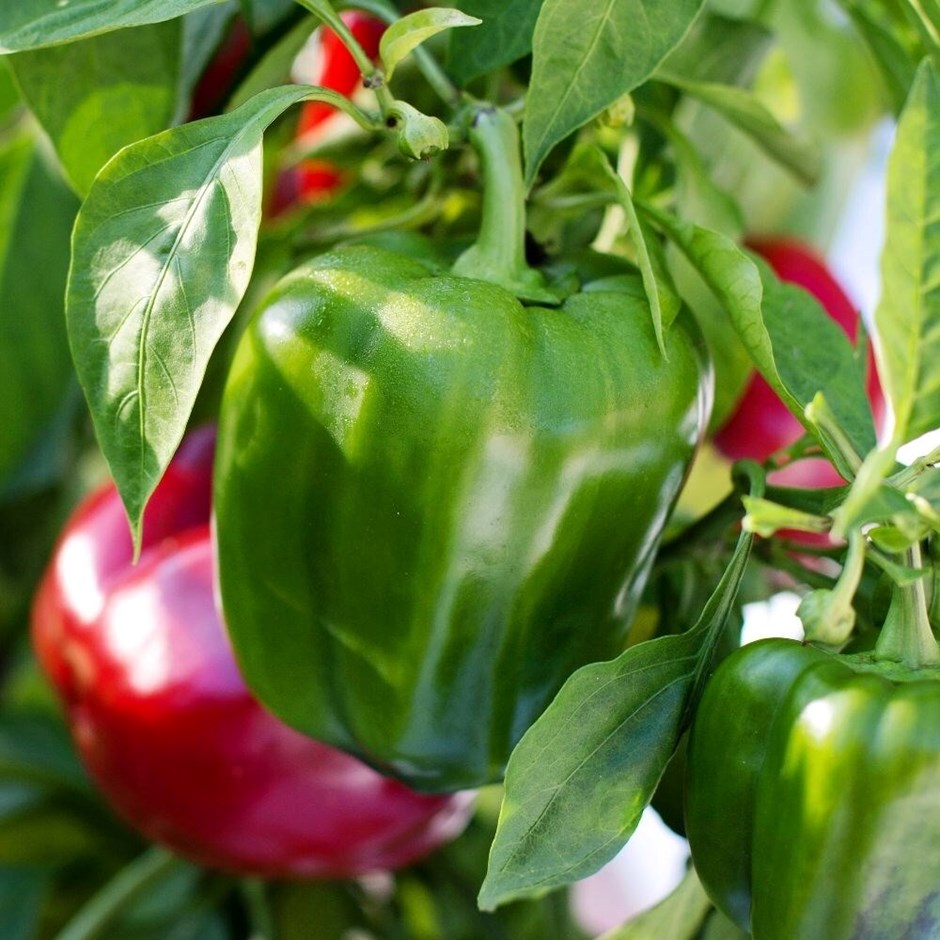Sweet Pepper New Ace F1 | Sweet Pepper