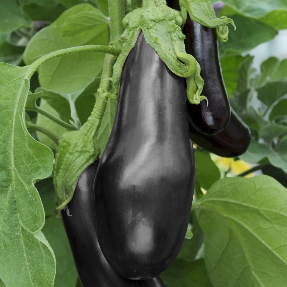 Aubergine Black Beauty | Egg Plant