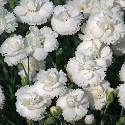 Dianthus Arctic Star ('DEVON ARTIC STAR') (PBR) (Early Bird Series)