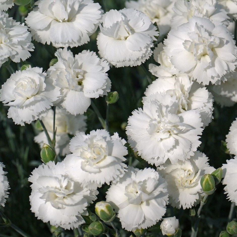 Dianthus Arctic Star (Early Bird Series) | Alpine Pinks