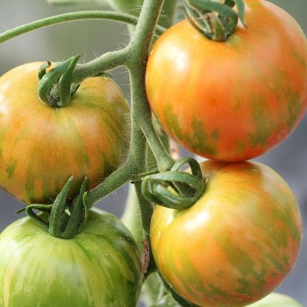 tomato Tigerella
