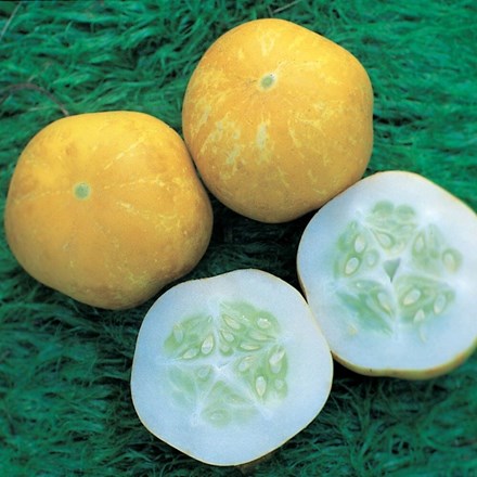 Cucumber Crystal Lemon | Cucumis sativus | approx 30 seeds