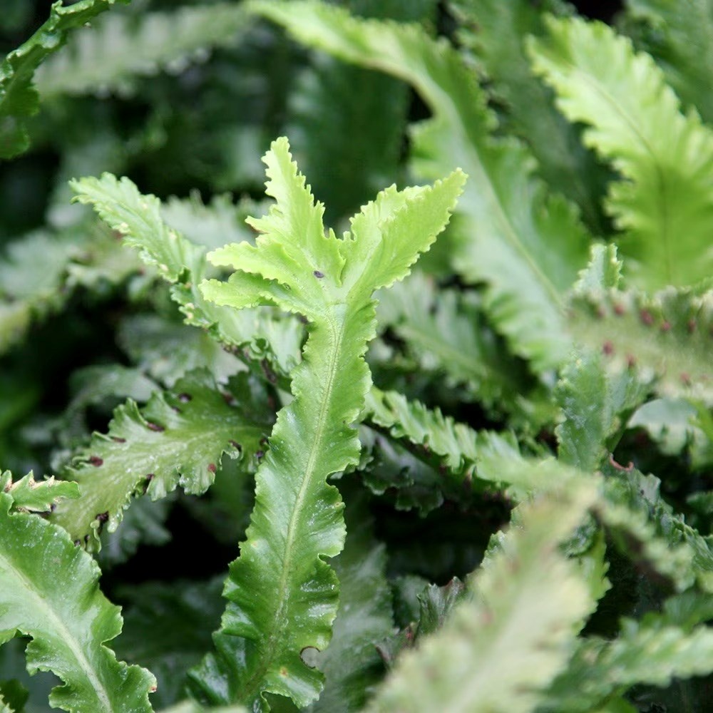 Asplenium Scolopendrium Cristata | Crested Harts Tongue