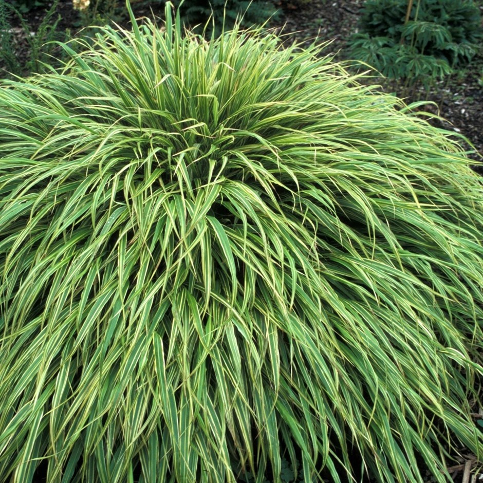 Hakonechloa Macra Albovariegata | Japanese Forest Grass