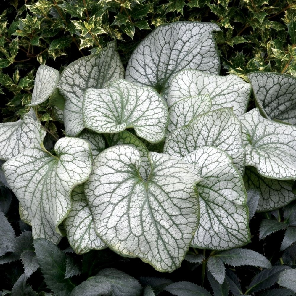 Brunnera Macrophylla Alexanders Great | Siberian Bugloss