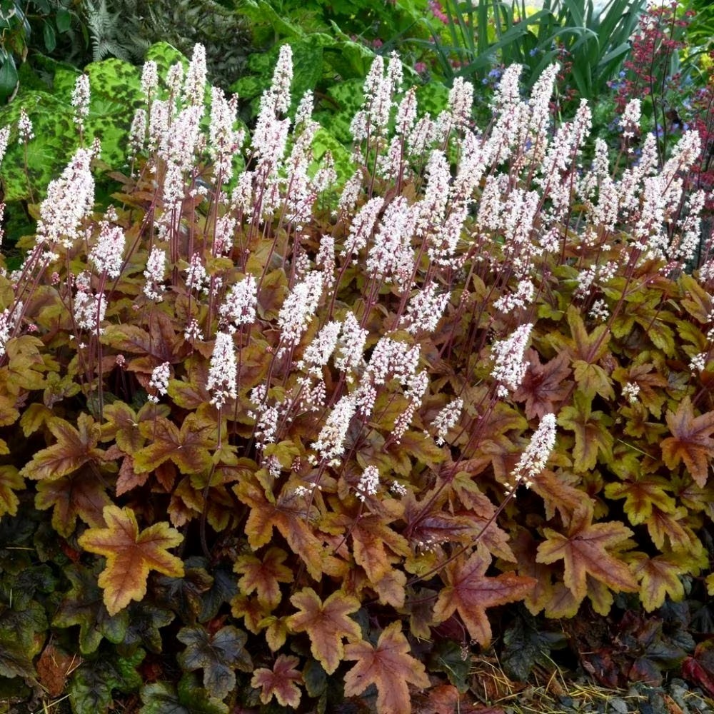 Heucherella Brass Lanterns | Heucherella