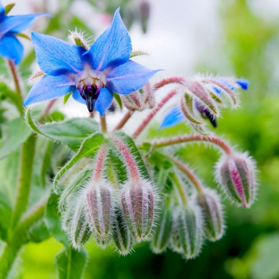 Borage | Borago Officinalis 