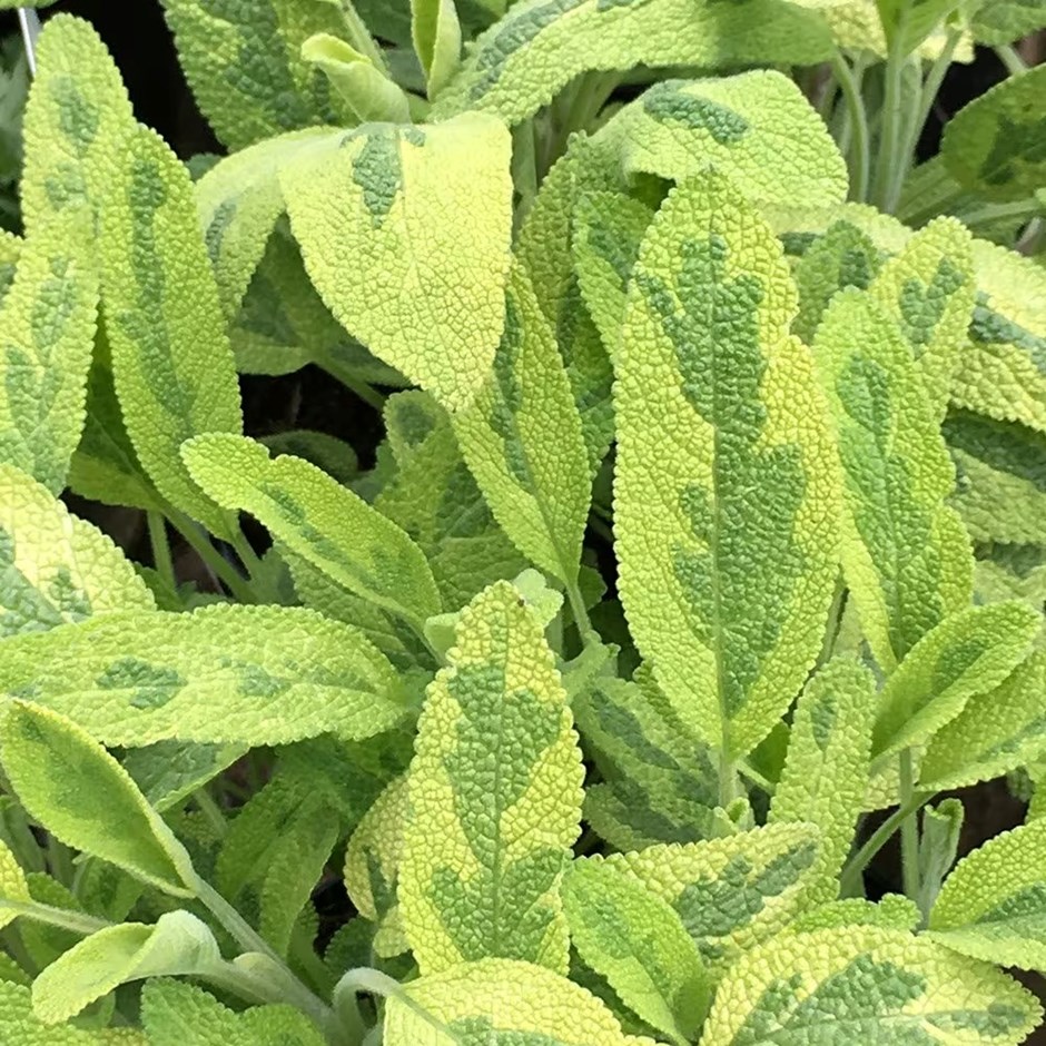 Sage Icterina | Salvia Officinalis Icterina