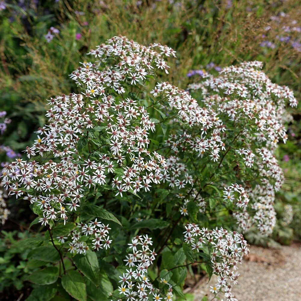 Aster Divaricatus | Eurybia Divaricata