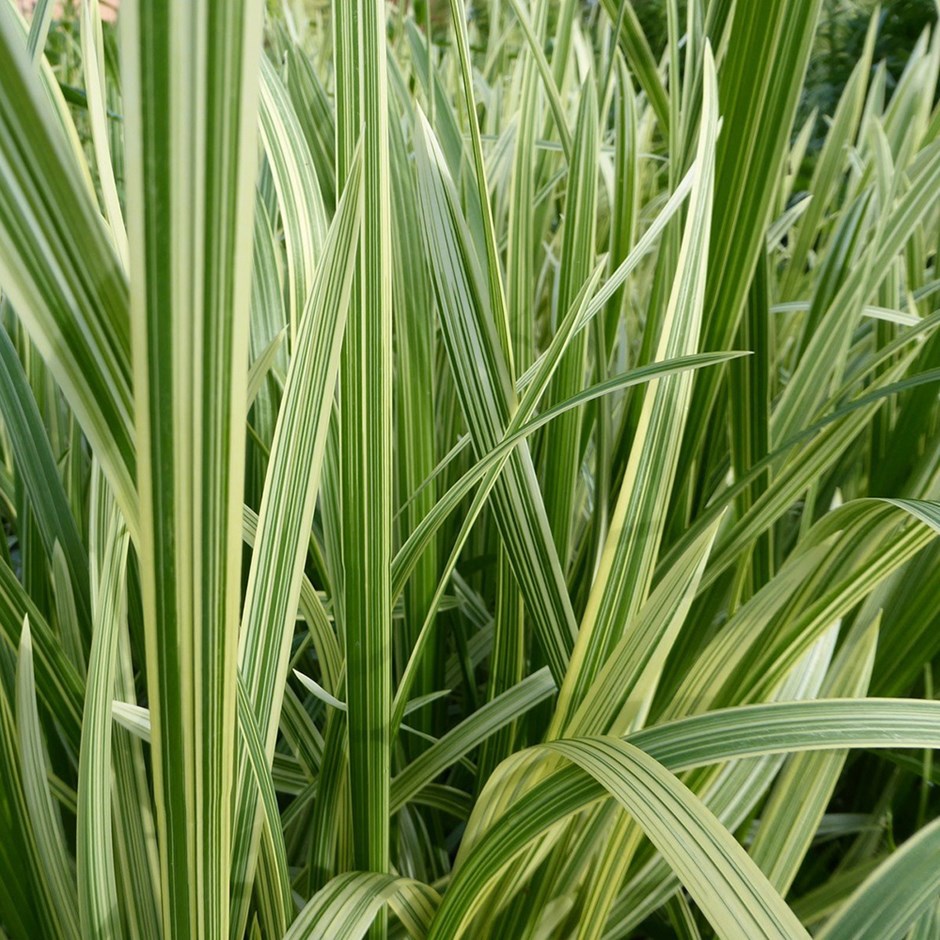 Glyceria Maxima Var. Variegata | Variegated Reed Sweet-Grass
