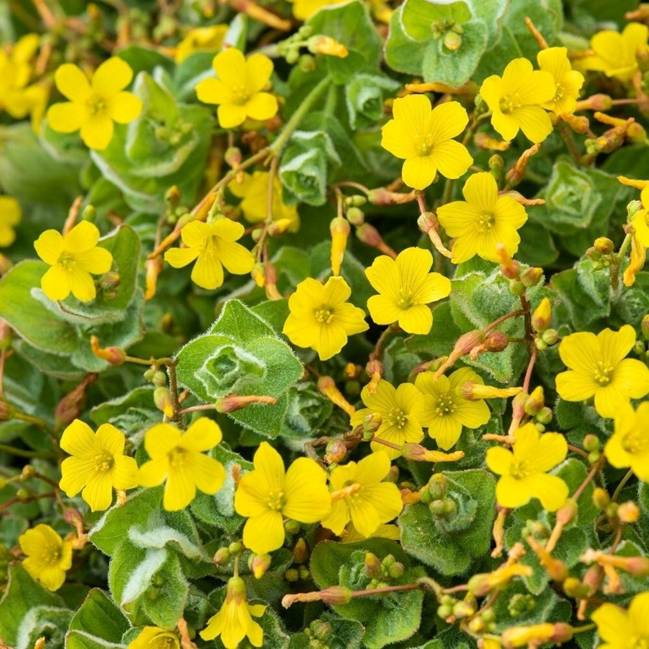Hypericum Elodes | Marsh Hypericum