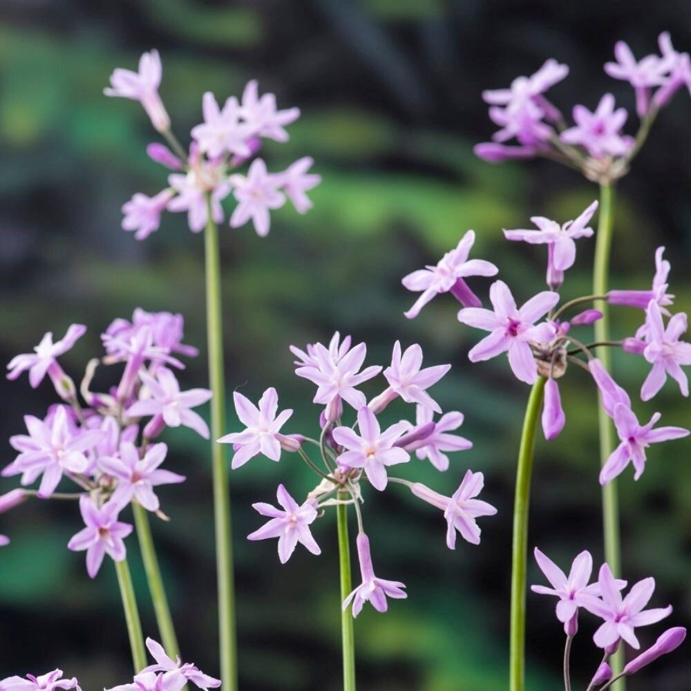 Tulbaghia Violacea | Society Garlic