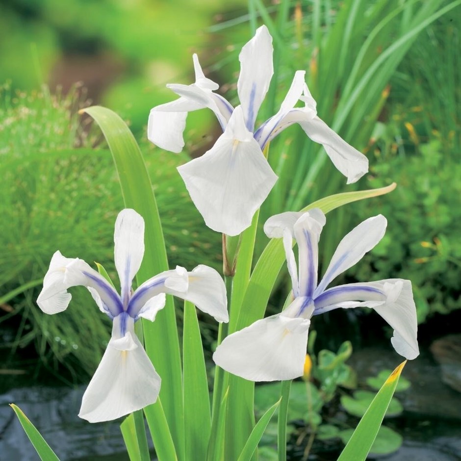 Iris laevigata Snowdrift | Japanese Water Iris