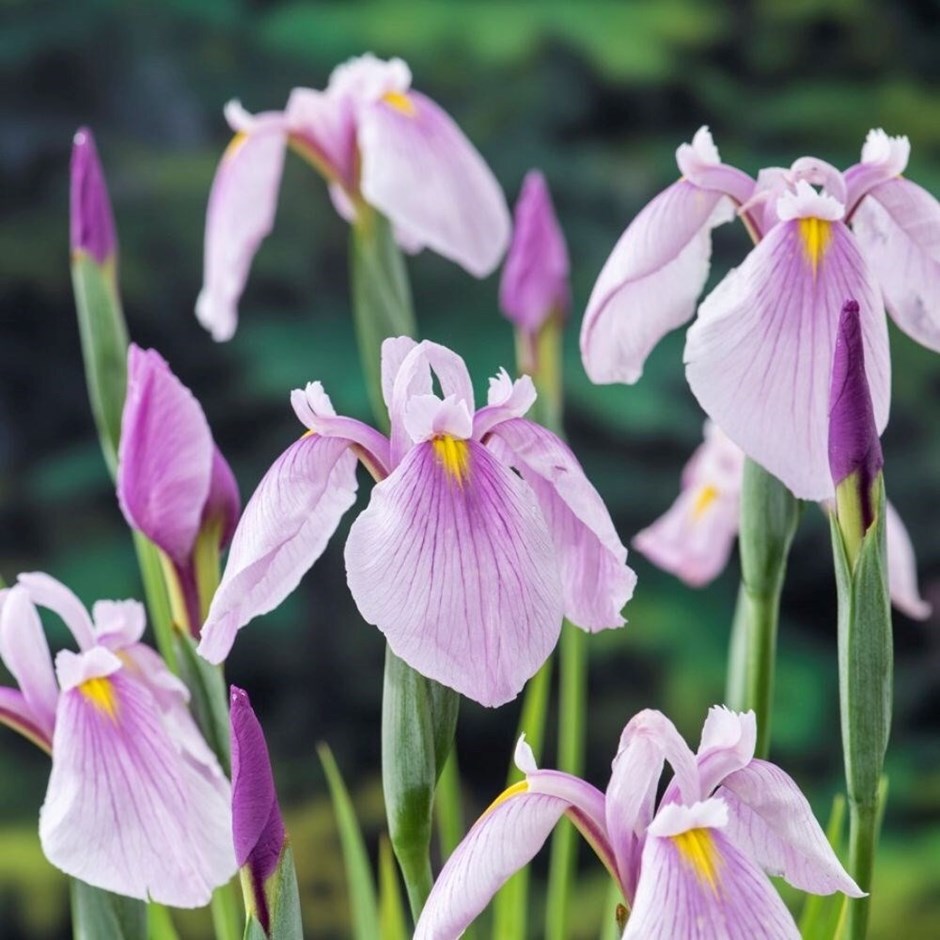 Iris Ensata Rose Queen | Iris Laevigata Or Japanese Water Iris