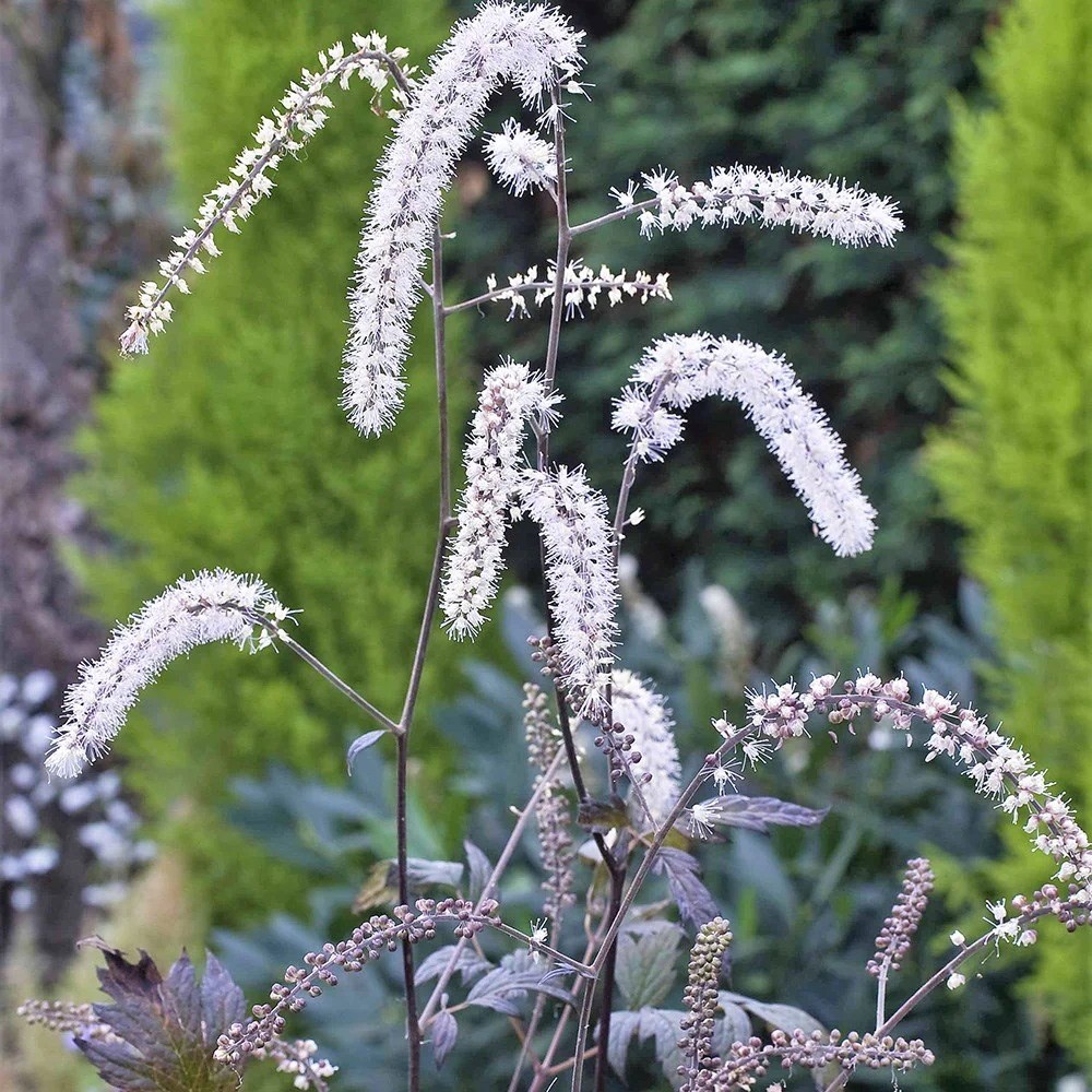 Actaea Queen Of Sheba | Baneberry