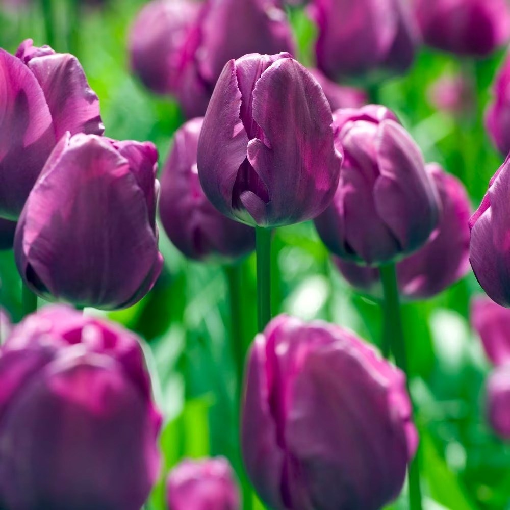 Tulipa Negrita | Triumph Tulip