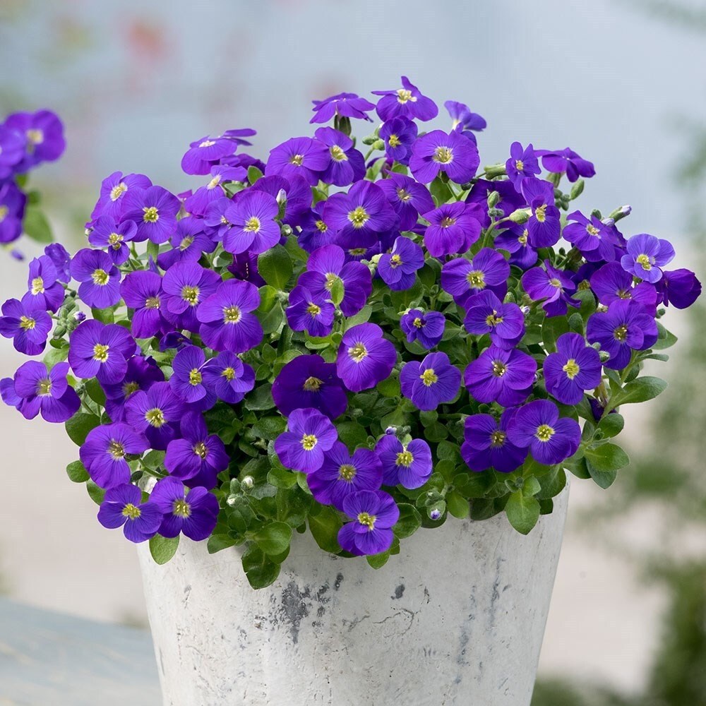 Aubrieta Gracilis Kitte Blue