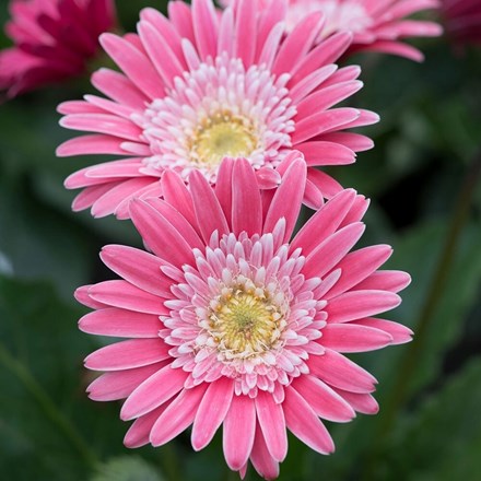 Gerbera Garvinea Sweet Memories ('Garsweetmemo') (PBR) (Garvinea Sweet Series)