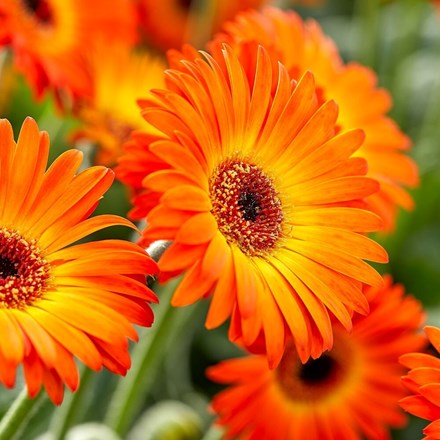 Gerbera 'Sweet Sunset' (Garvinea Sweet Series)