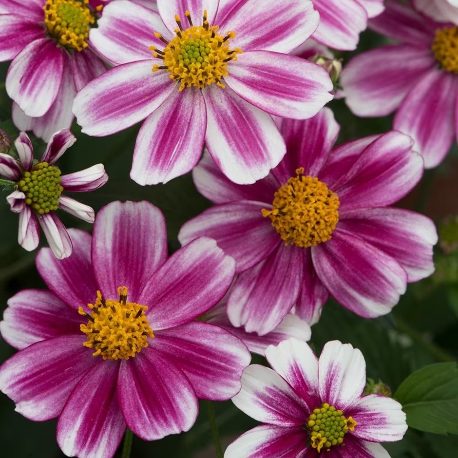 Bidens Firelight | Bidens