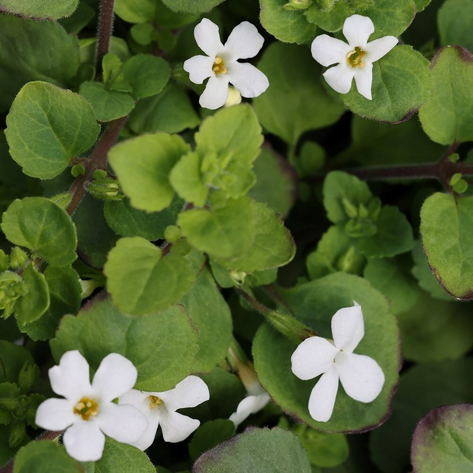 Chaenostoma cordatum Snowflake | Bacopa