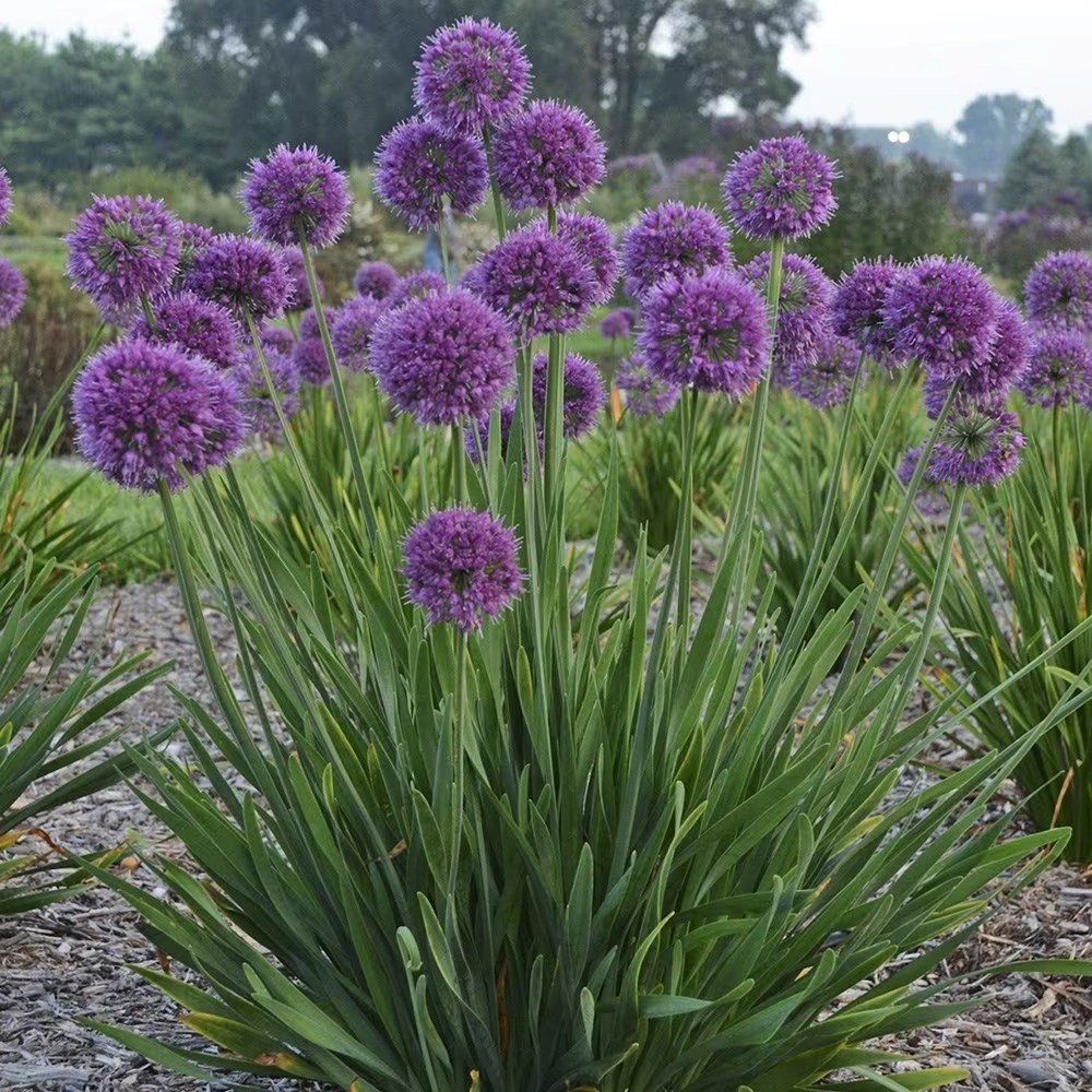 Allium Lavender Bubbles | Allium