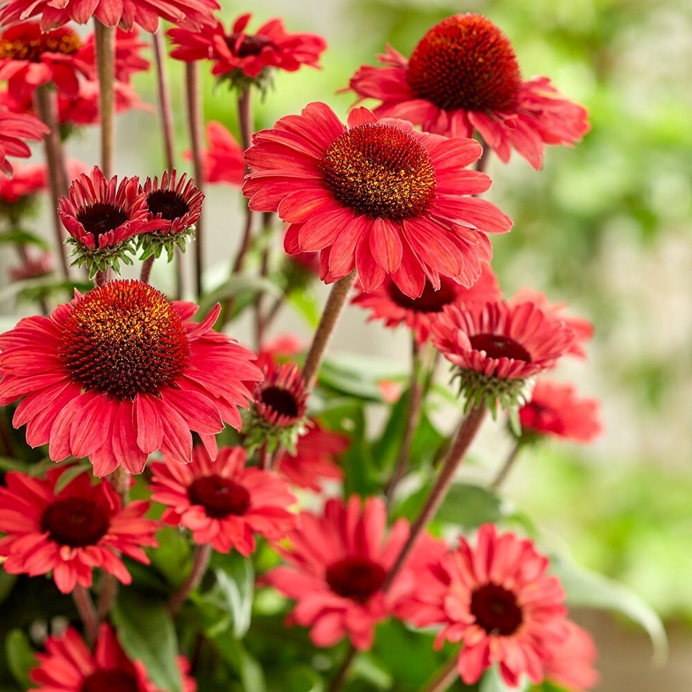 Echinacea Sunseekers Red | Coneflower
