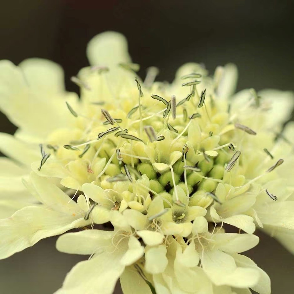 Cephalaria Gigantea | Giant Scabious