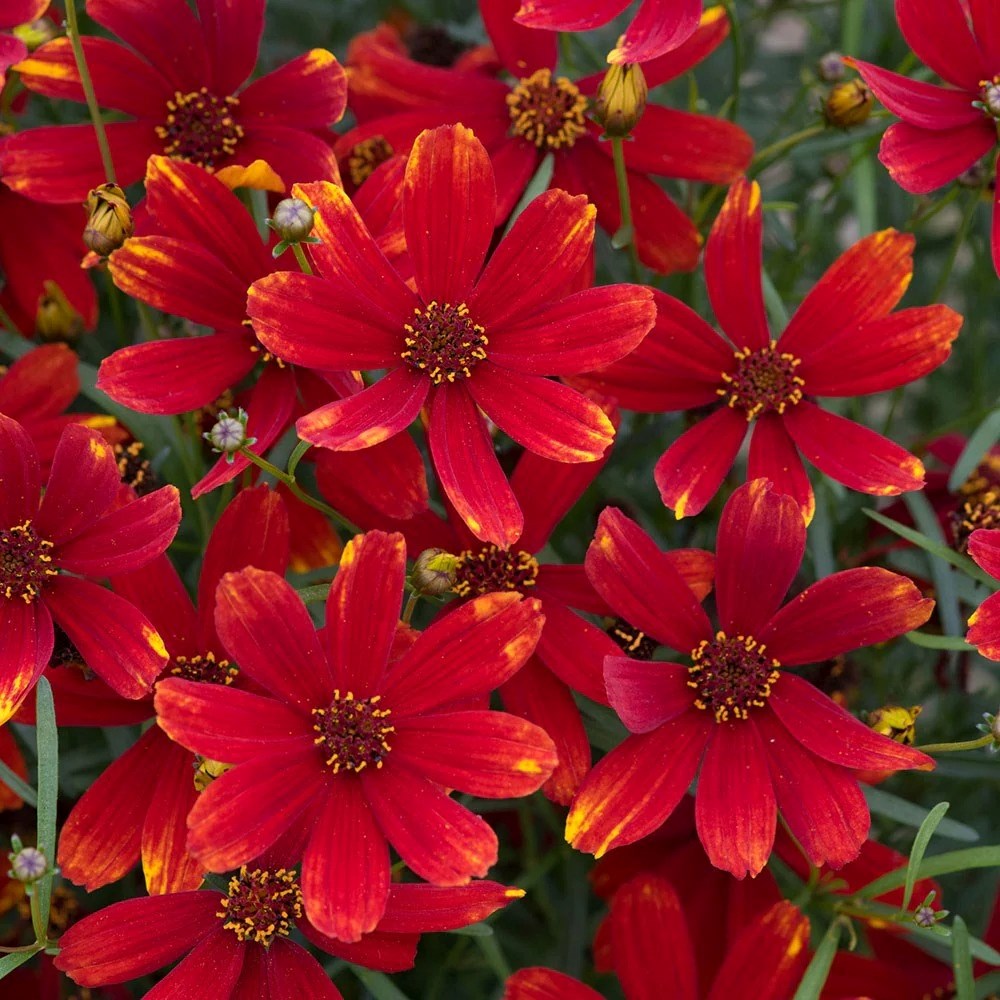 Coreopsis Ladybird | Tickseed