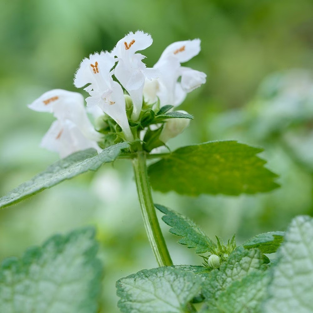 Lamium Maculatum White Nancy | Dead Nettle