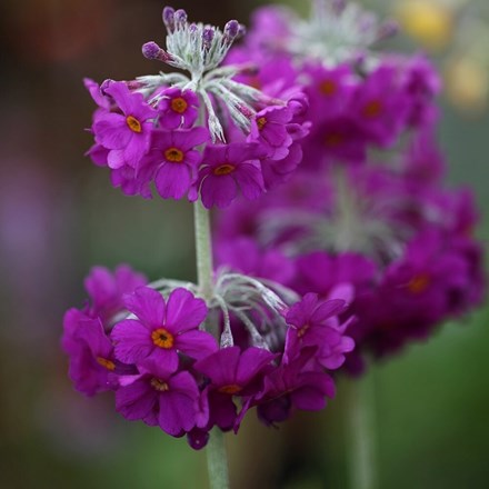 Primula beesiana