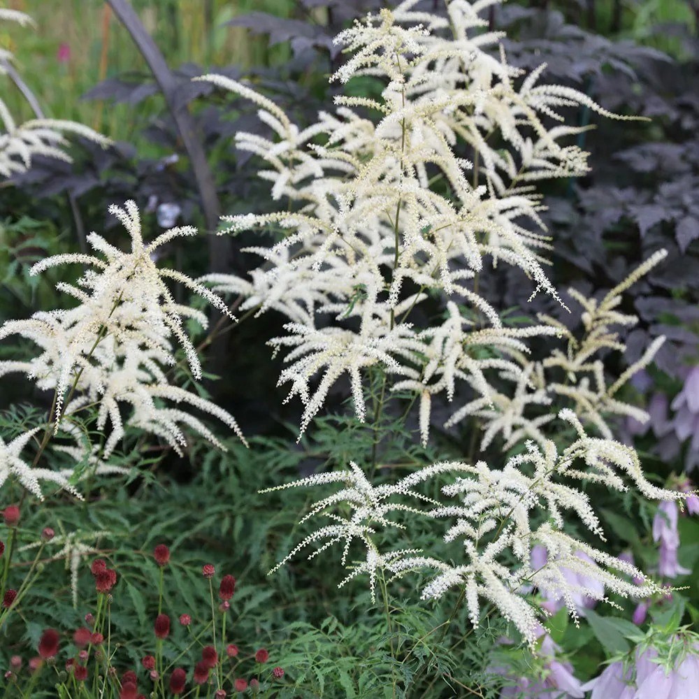 Aruncus Dioicus Kneiffi | Goats Beard