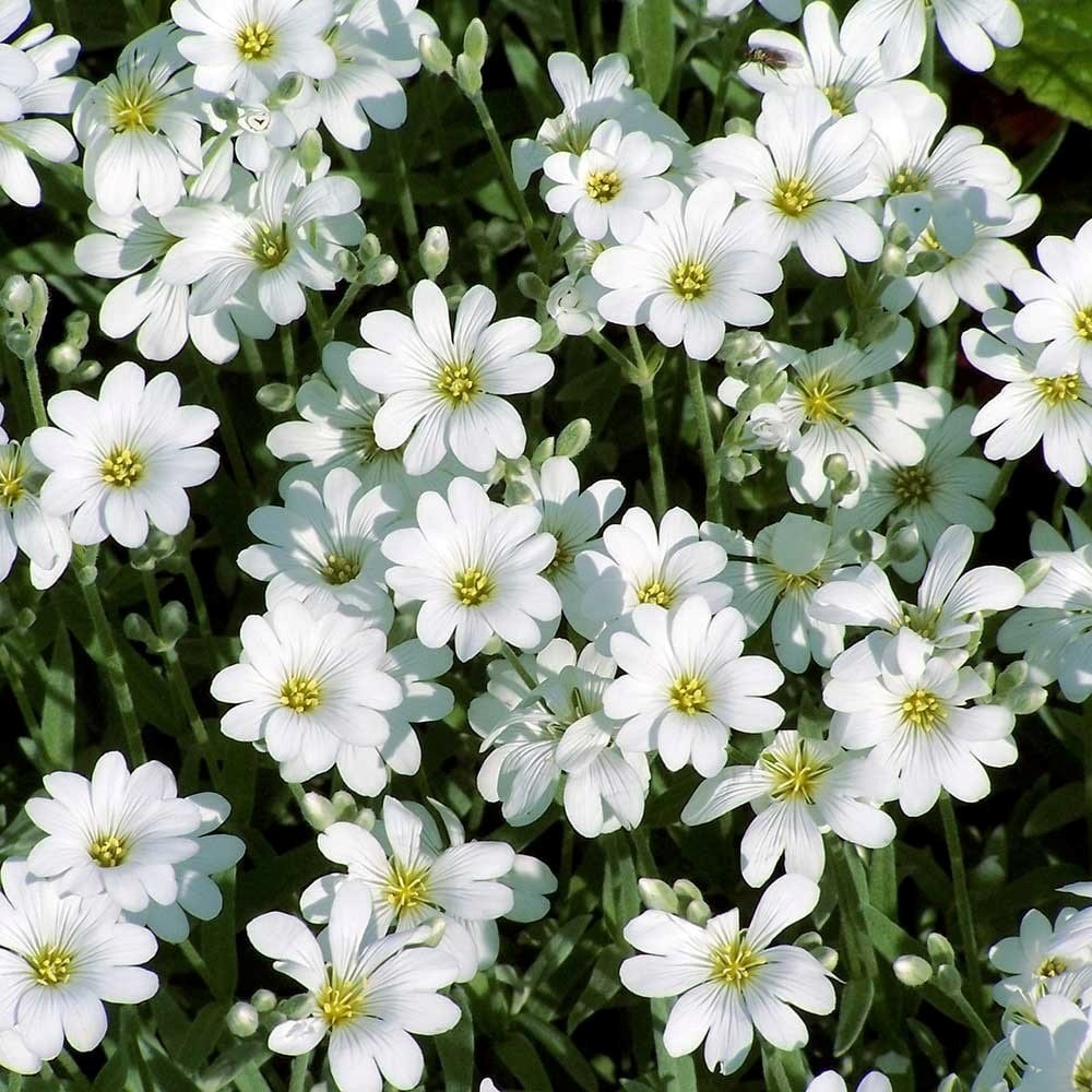 Cerastium Tomentosum | Snow In Summer