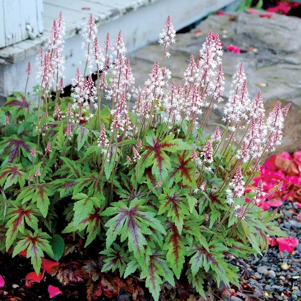 Tiarella Sugar And Spice | Foam Flower