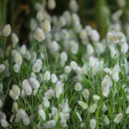 Lagurus ovatus | Bunny Tail or Hare's Tail Grass | approx 500 seeds