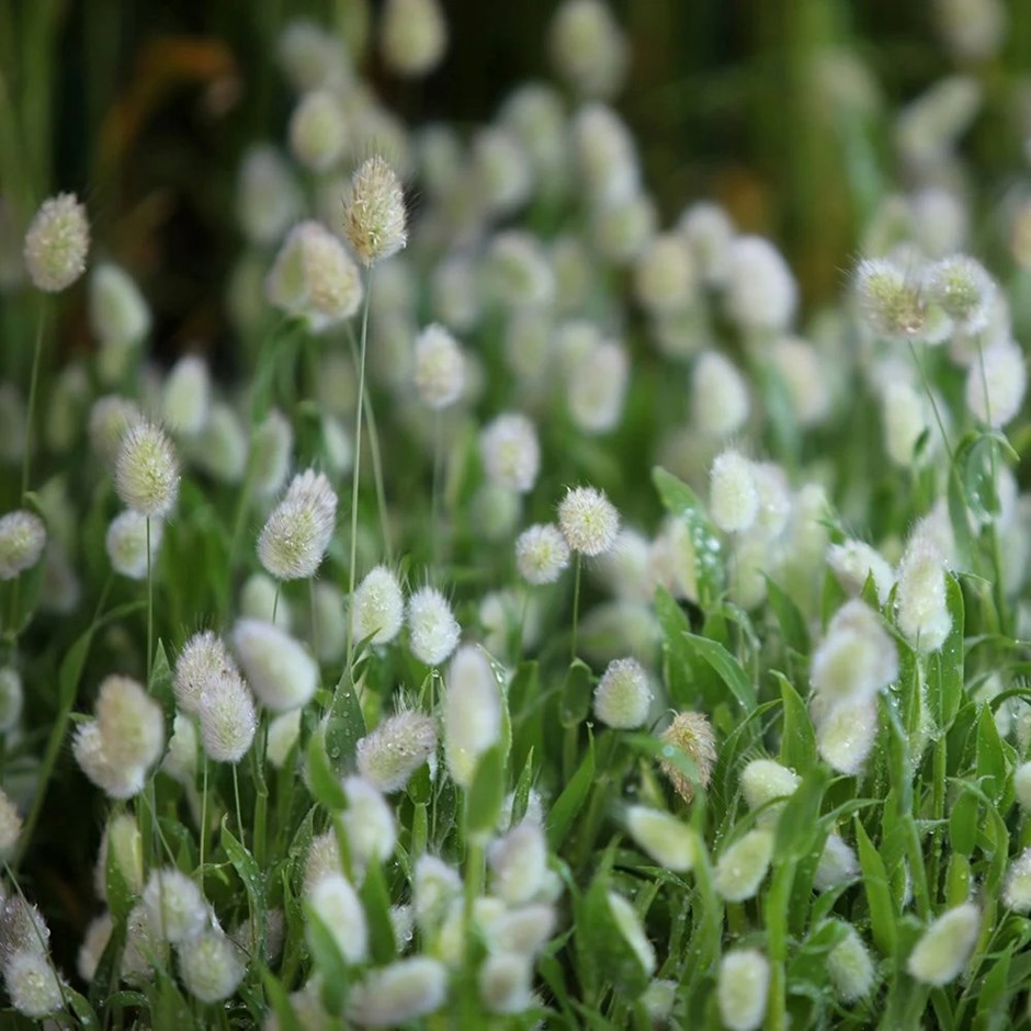 Lagurus Ovatus | Bunny Tail Grass