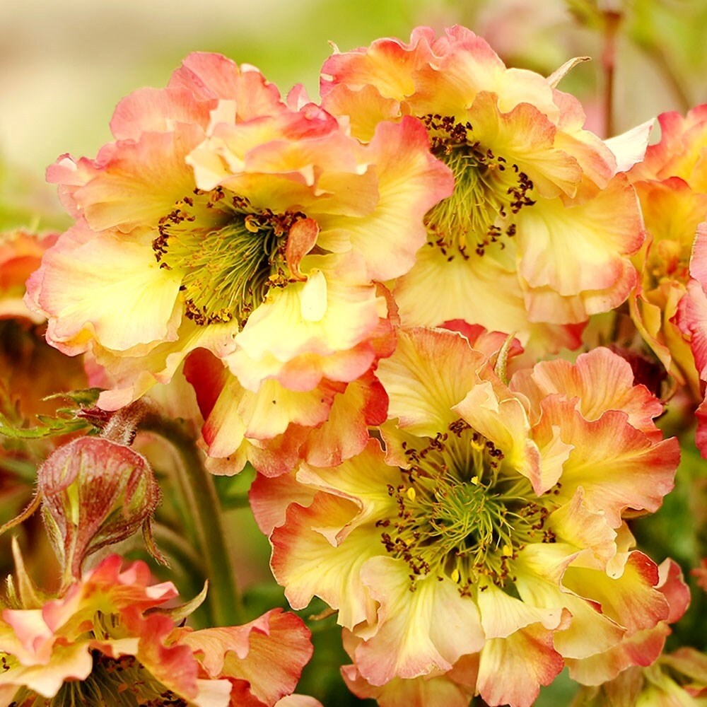 Geum Pretticoats Peach | Avens
