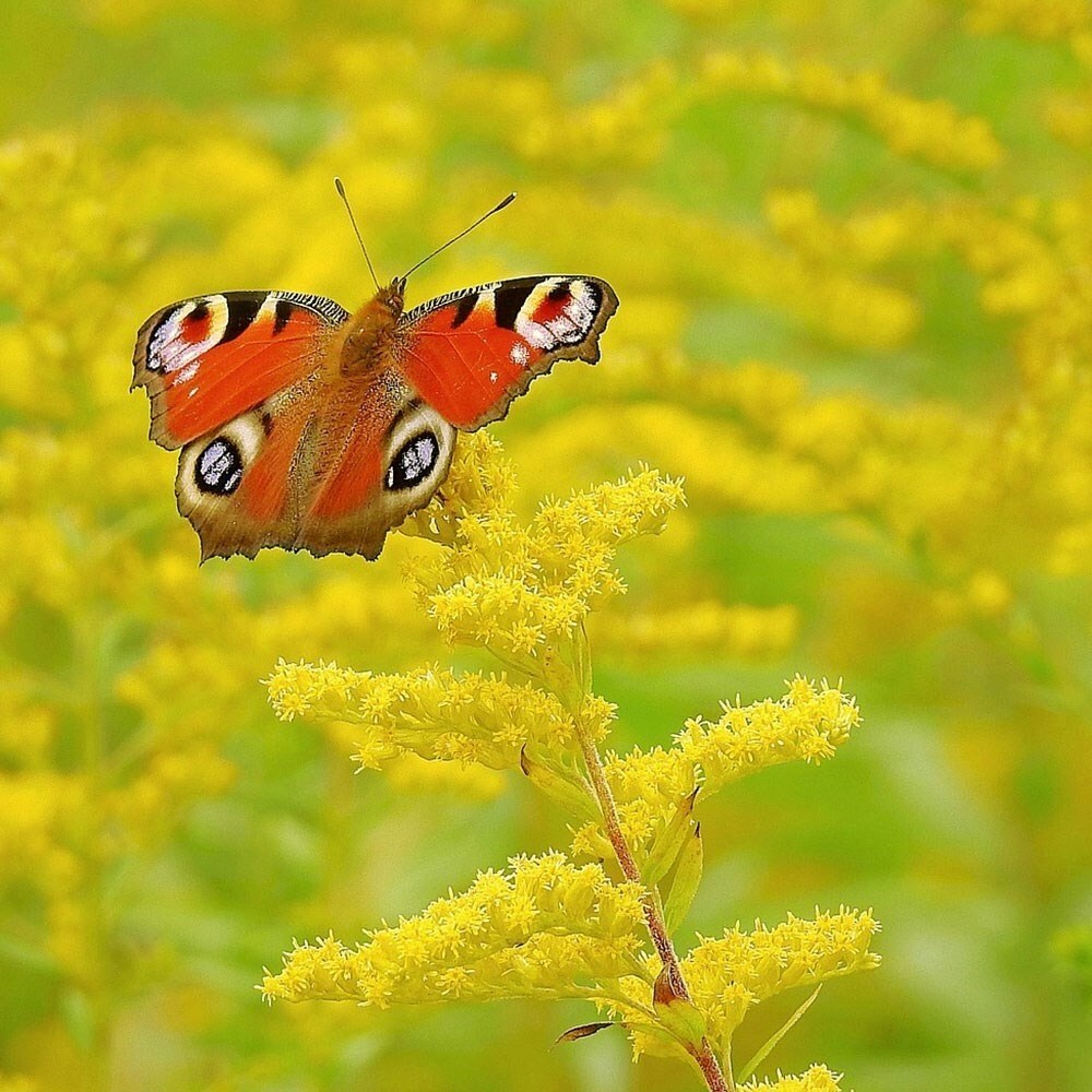 Solidago Goldkind | Golden Rod Syn. Golden Baby