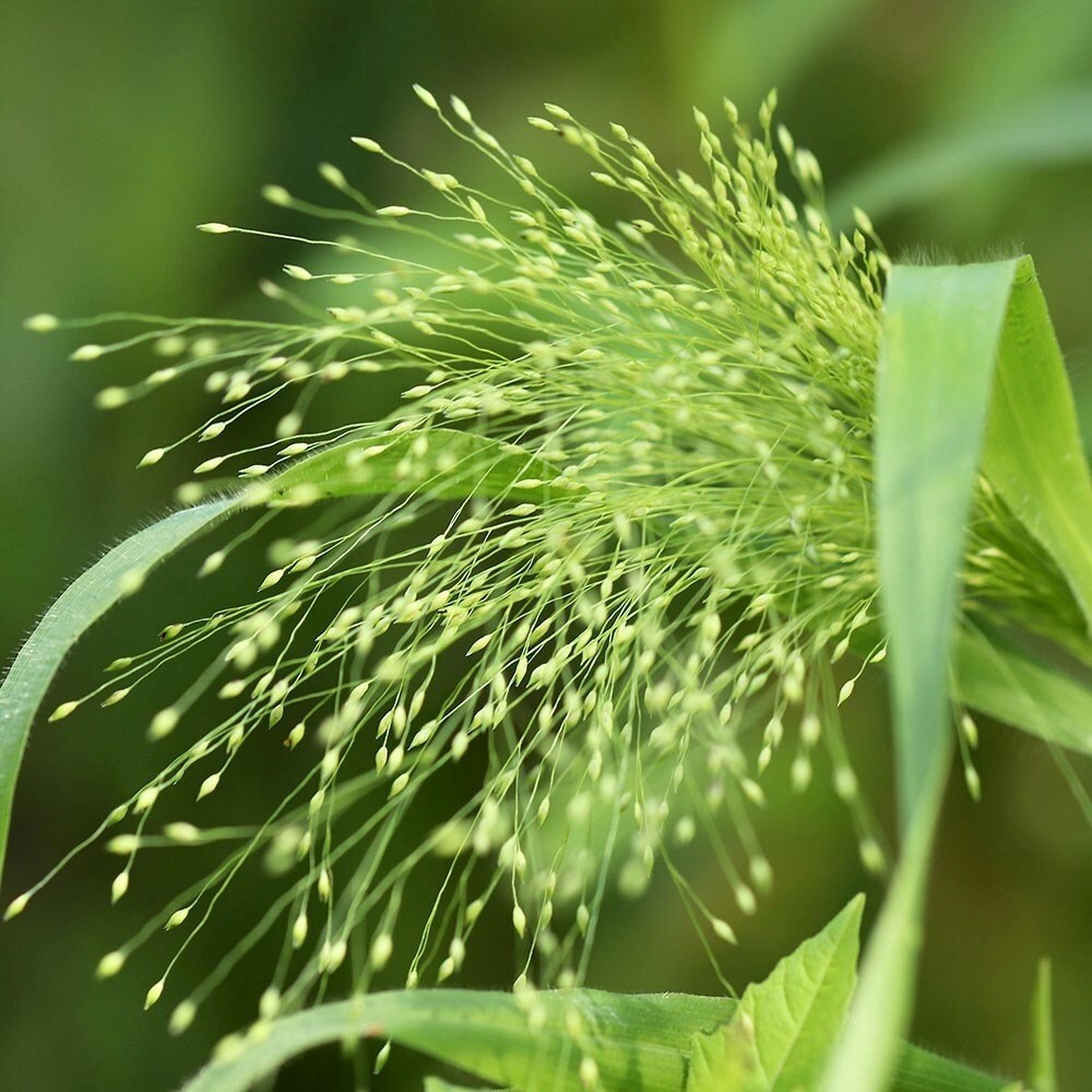 Panicum Sparkling Fountain | Witch Grass