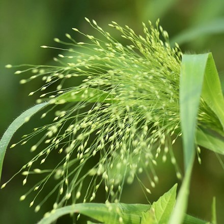 Panicum capillare 'Sparkling Fountain' | Witch Grass | approx 100 seeds