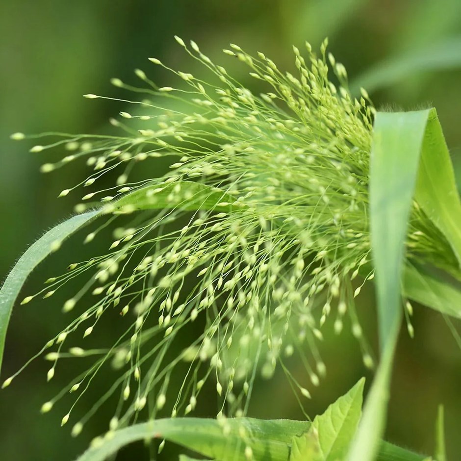 Panicum Sparkling Fountain | Witch Grass