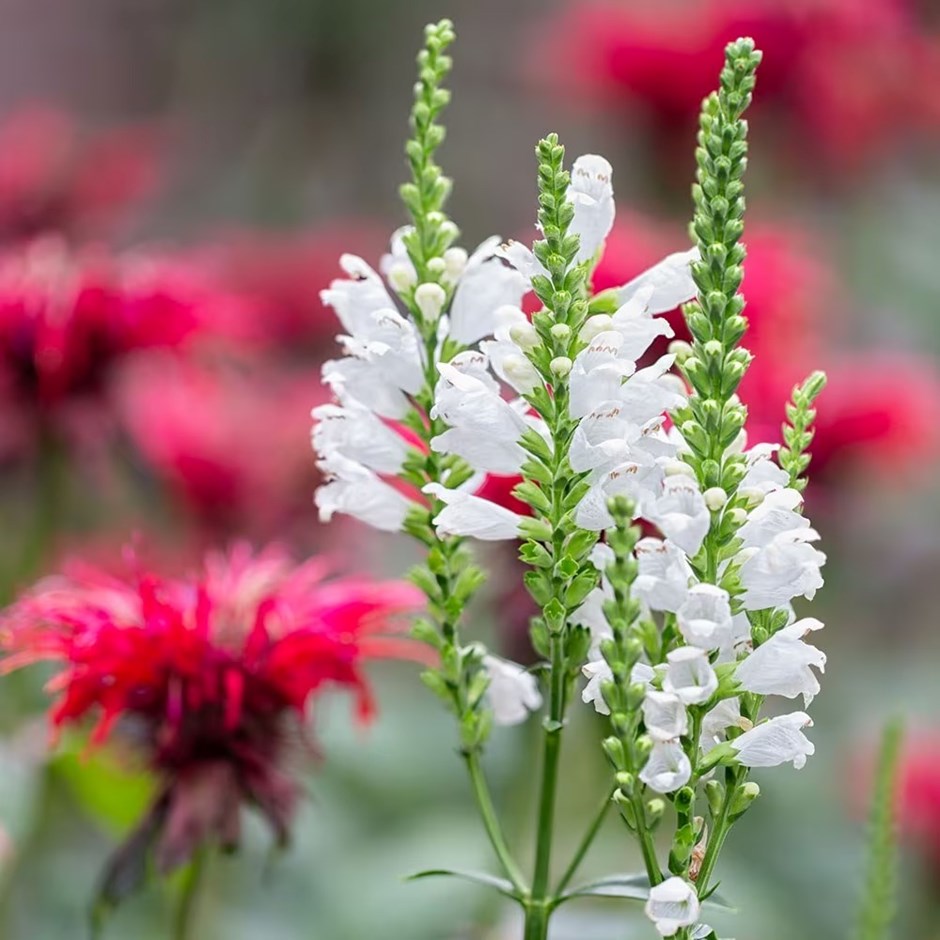 Physostegia virginiana Crystal Peak White | Obedient Plant | 9cm Pot
