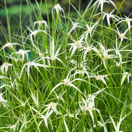 Dichromena Colorata | Star Grass