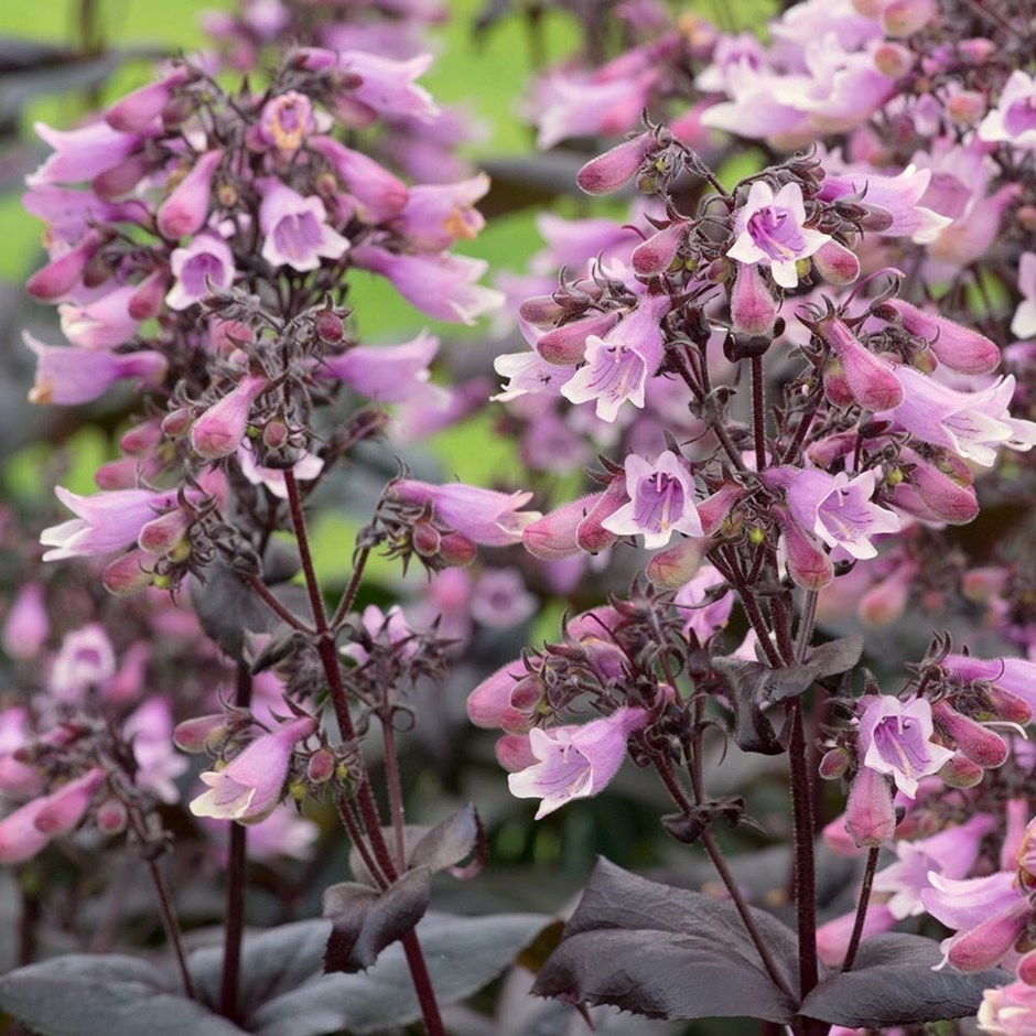 Penstemon Digitalis Dakota Burgundy | Beard Tongue