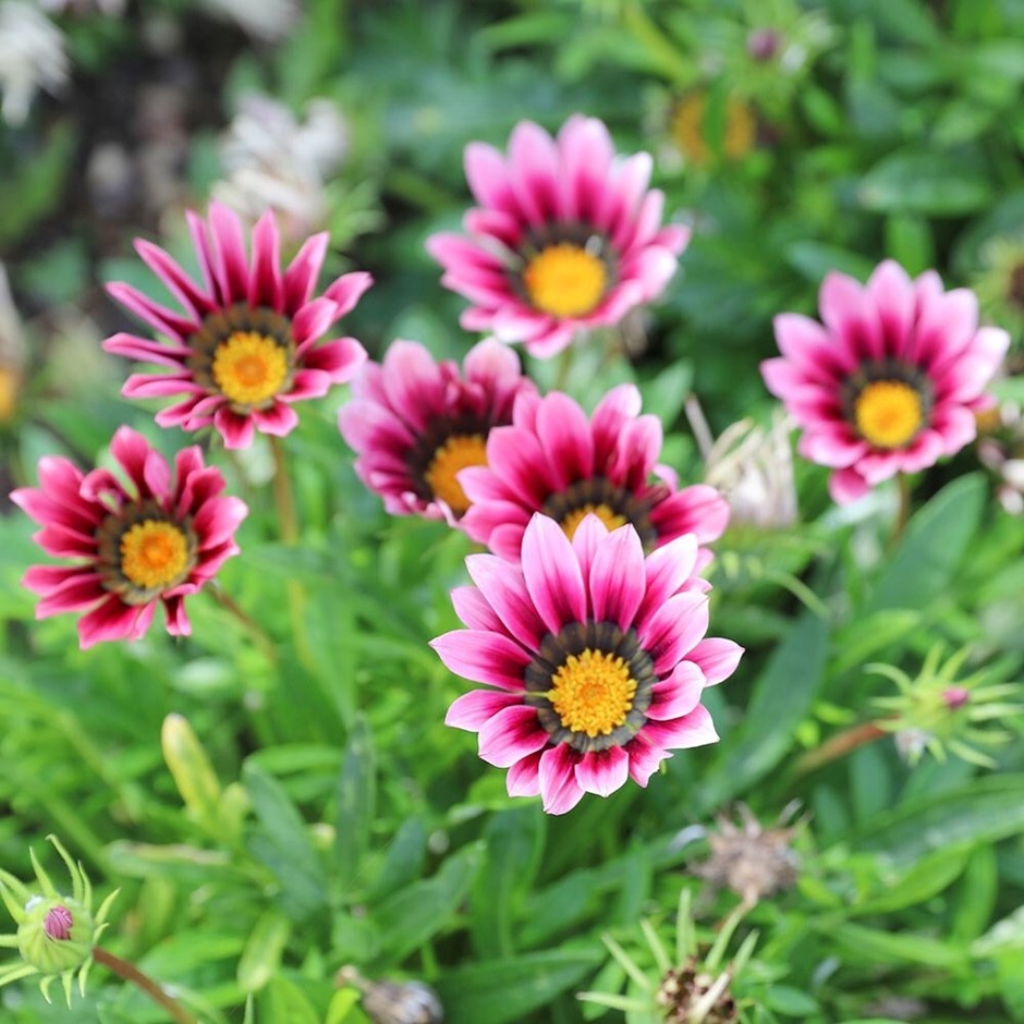 Gazania Christopher Lloyd | Treasure Flower | 9cm Pot
