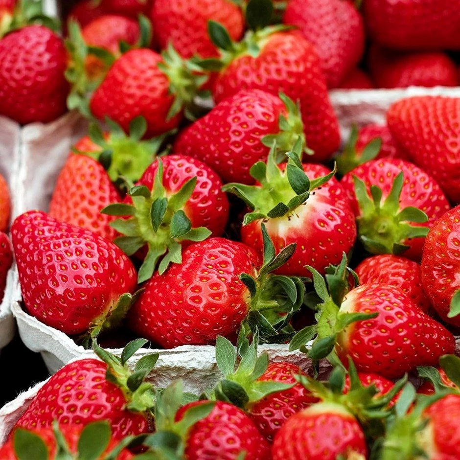Strawberry Ostara | Fruits Twice A Year