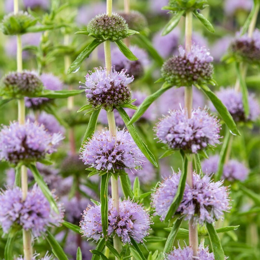 Mentha Cervina | Harts Pennyroyal