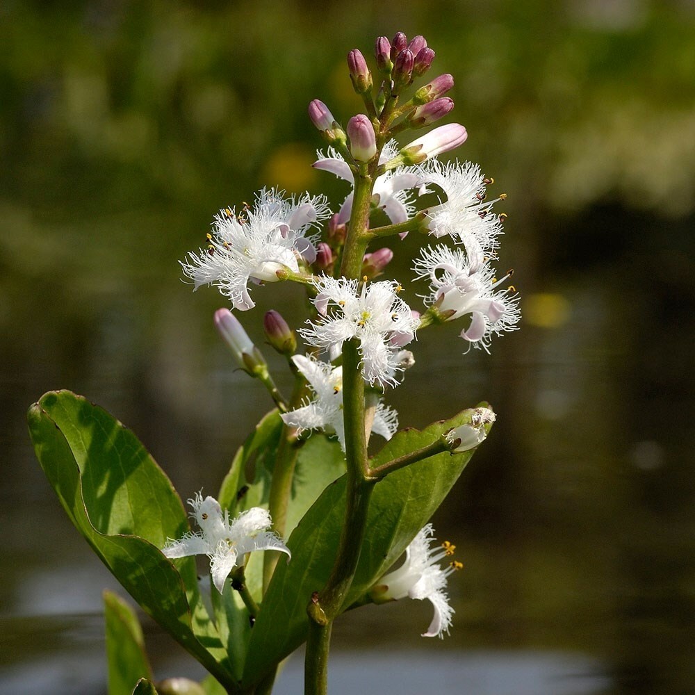 Menyanthes Trifoliata | Bog Bean