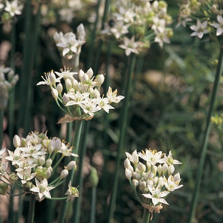 Garlic Chives | Allium Tuberosum