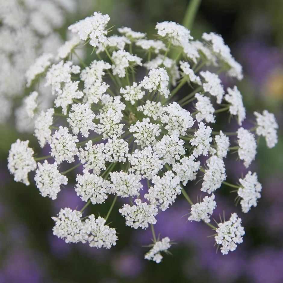 Garlic Chives | Allium Tuberosum